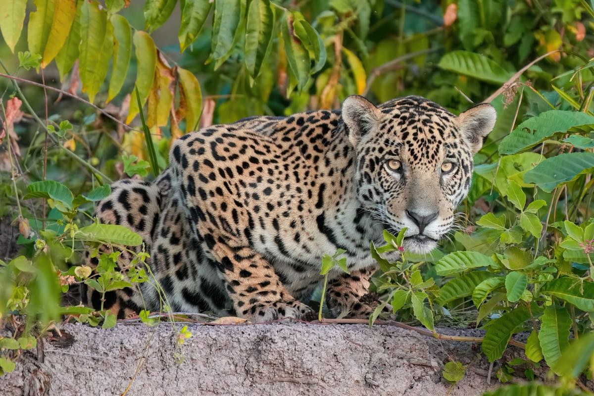 Onça-pintada agachada entre folhagens verdes no Pantanal, com o olhar voltado para a frente.